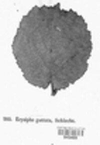 Image Associated With the Occurence